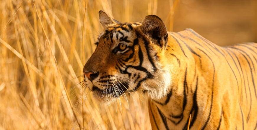 Royal Tigers and Nawabs Tour,  Tiger Safari in India, Jungle and wildlife Safari Holidays