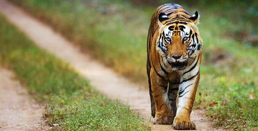 Royal Tigers and Nawabs Tour,  Tiger Safari in India, Jungle and wildlife Safari Holidays