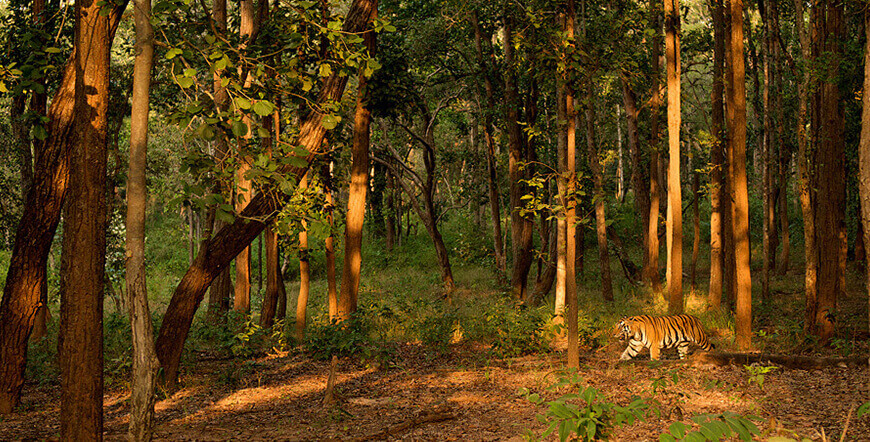 Royal Tigers and Nawabs Tour,  Tiger Safari in India, Jungle and wildlife Safari Holidays