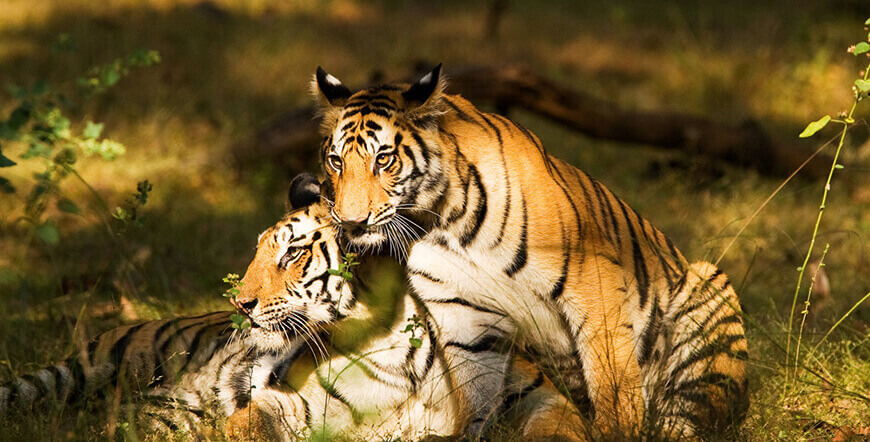 Royal Tigers and Nawabs Tour,  Tiger Safari in India, Jungle and wildlife Safari Holidays