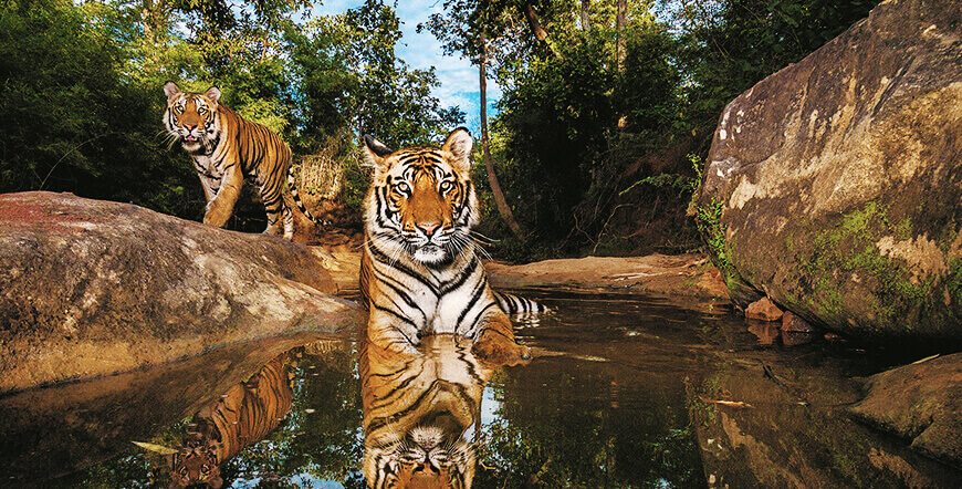 Royal Tigers and Nawabs Tour,  Tiger Safari in India, Jungle and wildlife Safari Holidays