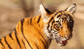  Luxury Tiger Safari India