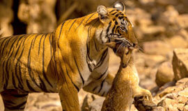 Tiger Safari India Tours