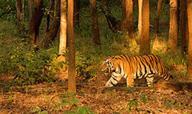 Tiger Safari India Tours