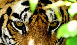 Tiger Safari India Tours